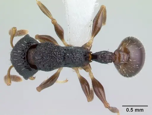 Nesomyrmex sikorai specimen CASENT0189277 image casent0189277_1