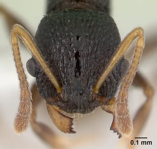 Nesomyrmex sikorai specimen CASENT0189277 image casent0189277_2
