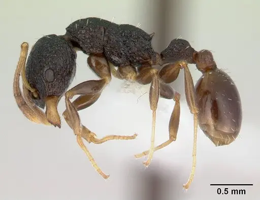 Nesomyrmex sikorai specimen CASENT0189277 image casent0189277_3