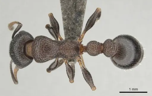 Nesomyrmex simoni specimen CASENT0257174 image casent0257174_1