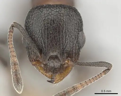 Nesomyrmex simoni specimen CASENT0257174 image casent0257174_2