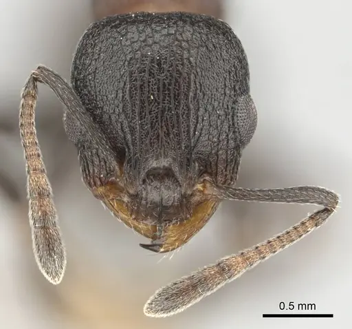 Nesomyrmex simoni specimen CASENT0257174 image casent0257174_3