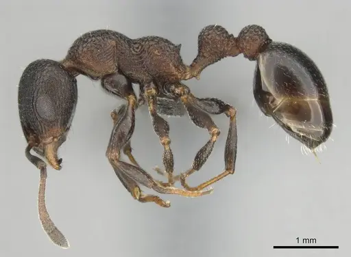 Nesomyrmex simoni specimen CASENT0257174 image casent0257174_4