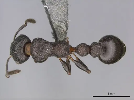 Nesomyrmex simoni specimen CASENT0257305 image casent0257305_1