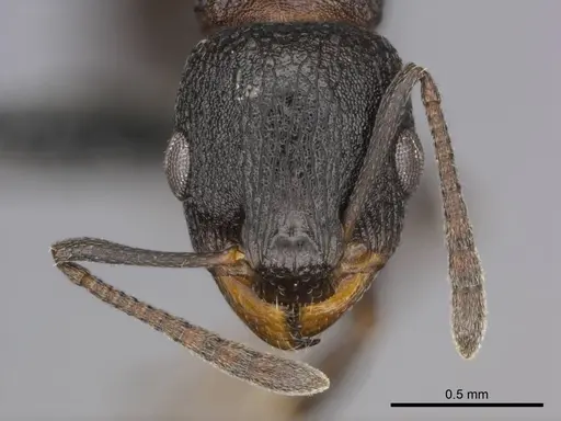 Nesomyrmex simoni specimen CASENT0257305 image casent0257305_2