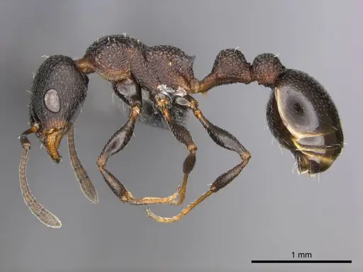 Nesomyrmex simoni specimen CASENT0257305 image casent0257305_3