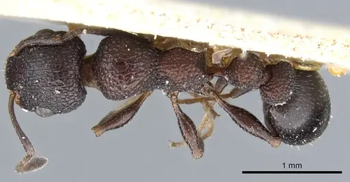 Nesomyrmex simoni specimen CASENT0904790 image casent0904790_1