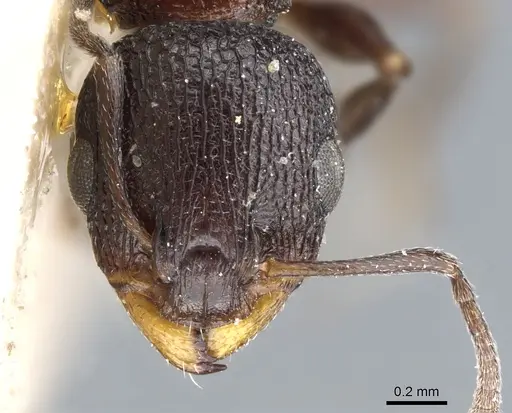Nesomyrmex simoni specimen CASENT0904790 image casent0904790_2