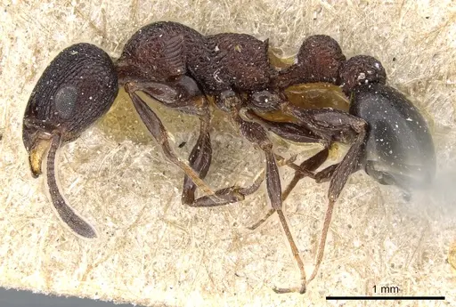 Nesomyrmex simoni specimen CASENT0904790 image casent0904790_3