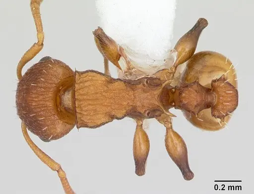 Nesomyrmex spininodis specimen CASENT0173995 image casent0173995_1