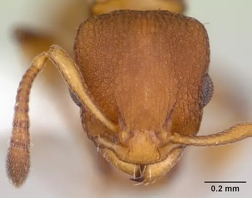 Nesomyrmex spininodis specimen CASENT0173995 image casent0173995_2