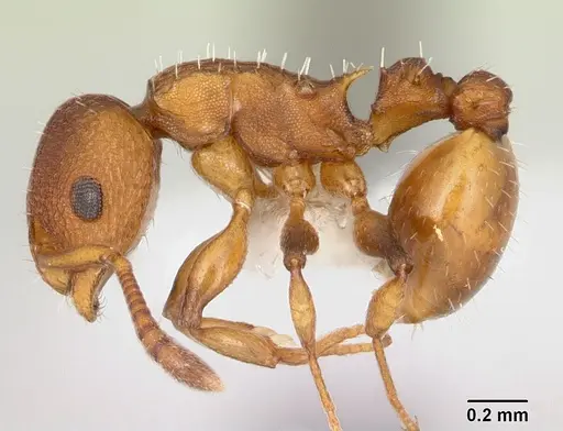 Nesomyrmex spininodis specimen CASENT0173995 image casent0173995_3