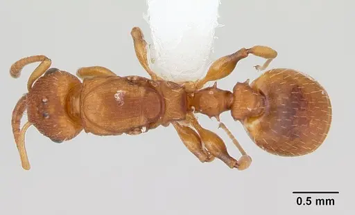 Nesomyrmex spininodis specimen CASENT0173996 image casent0173996_1