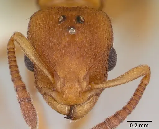 Nesomyrmex spininodis specimen CASENT0173996 image casent0173996_2