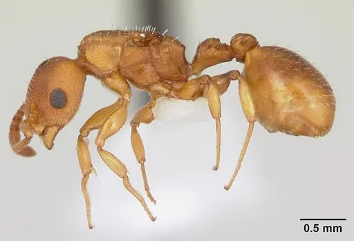 Nesomyrmex spininodis specimen CASENT0173996 image casent0173996_3