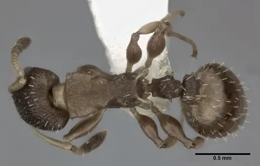 Nesomyrmex spininodis specimen CASENT0246056 image casent0246056_1
