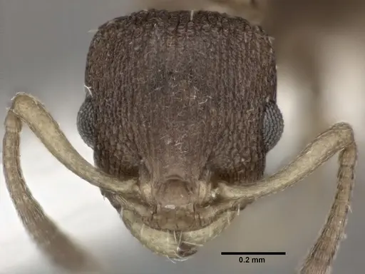 Nesomyrmex spininodis specimen CASENT0246056 image casent0246056_2