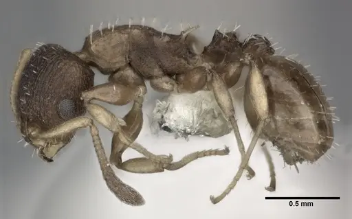 Nesomyrmex spininodis specimen CASENT0246056 image casent0246056_3