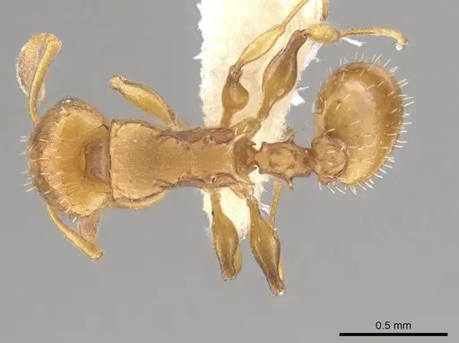Nesomyrmex spininodis specimen CASENT0645974 image casent0645974_1
