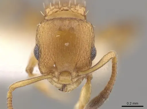 Nesomyrmex spininodis specimen CASENT0645974 image casent0645974_2