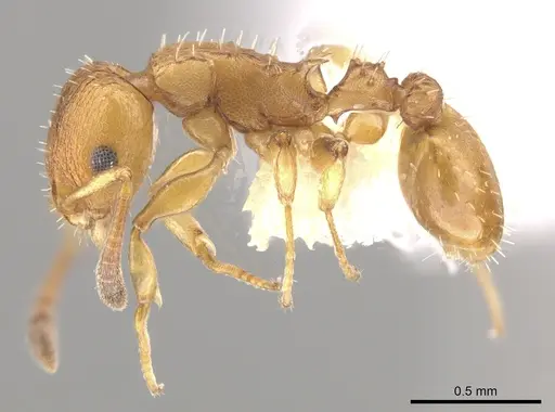 Nesomyrmex spininodis specimen CASENT0645974 image casent0645974_3