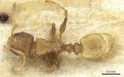 Nesomyrmex spininodis specimen CASENT0913001 image casent0913001_1
