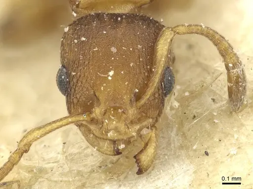 Nesomyrmex spininodis specimen CASENT0913001 image casent0913001_2