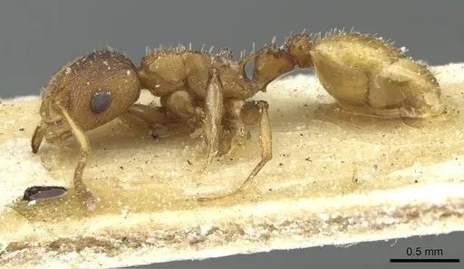 Nesomyrmex spininodis specimen CASENT0913001 image casent0913001_3