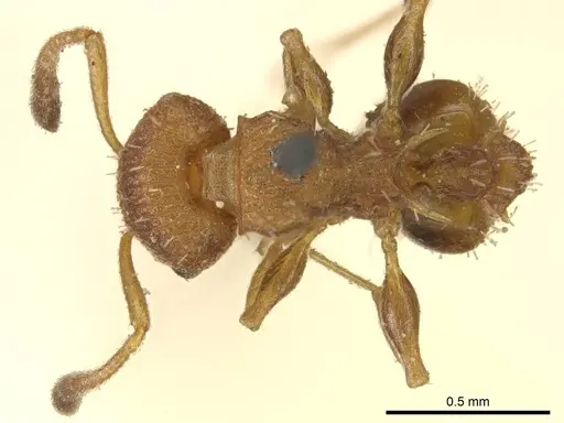 Nesomyrmex spininodis specimen CASENT0919734 image casent0919734_1