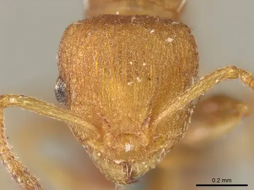 Nesomyrmex spininodis specimen CASENT0919734 image casent0919734_2