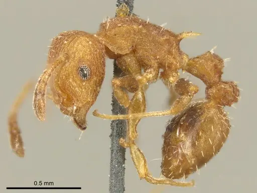 Nesomyrmex spininodis specimen CASENT0919734 image casent0919734_3