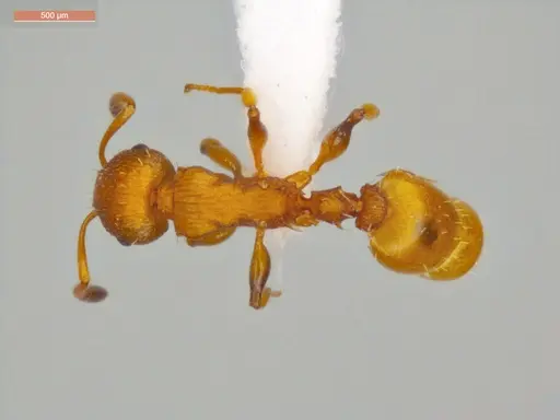 Nesomyrmex spininodis specimen ECOFOG-OI17-0102-01 image ecofog-oi17-0102-01_1