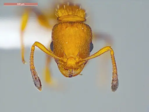 Nesomyrmex spininodis specimen ECOFOG-OI17-0102-01 image ecofog-oi17-0102-01_2