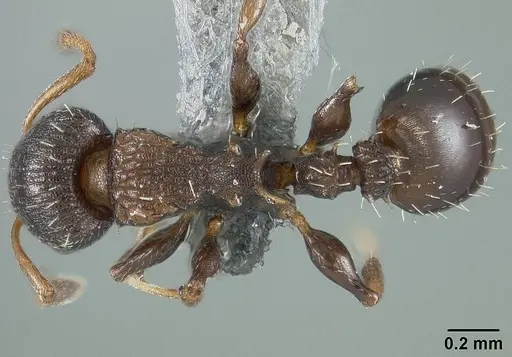 Nesomyrmex spininodis specimen USNMENT01124254 image usnment01124254_1