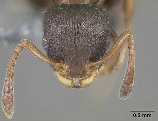 Nesomyrmex spininodis specimen USNMENT01124254 image usnment01124254_2