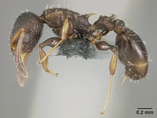 Nesomyrmex spininodis specimen USNMENT01124254 image usnment01124254_3