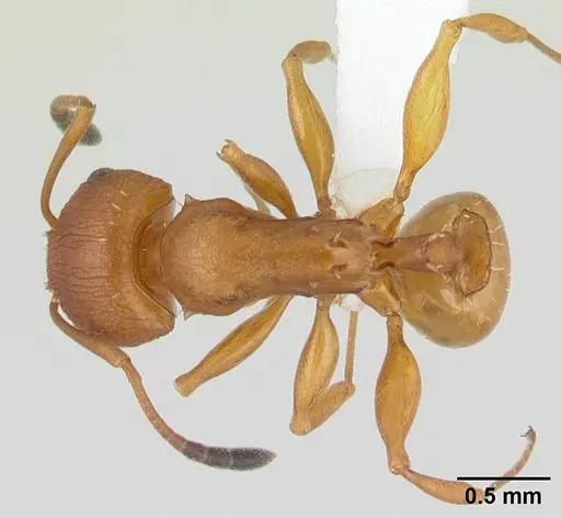 Nesomyrmex spinosus specimen CASENT0001369 image casent0001369_1