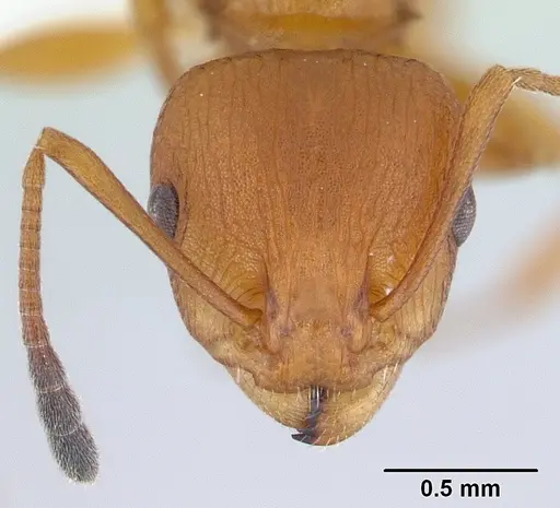 Nesomyrmex spinosus specimen CASENT0001369 image casent0001369_2