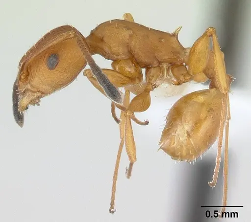 Nesomyrmex spinosus specimen CASENT0001369 image casent0001369_3