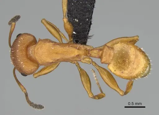 Nesomyrmex spinosus specimen CASENT0443515 image casent0443515_1