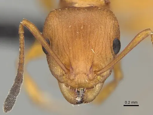Nesomyrmex spinosus specimen CASENT0443515 image casent0443515_2