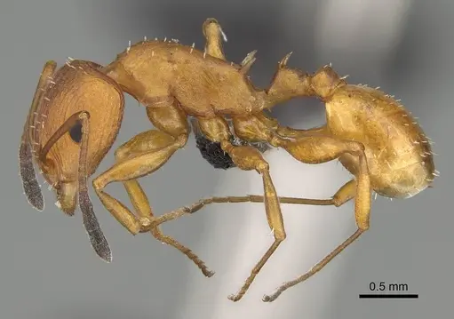 Nesomyrmex spinosus specimen CASENT0443515 image casent0443515_3