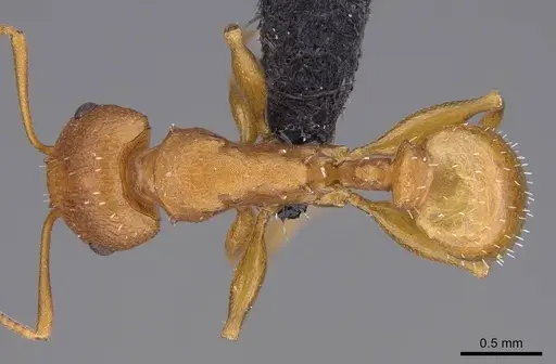 Nesomyrmex spinosus specimen CASENT0443532 image casent0443532_1