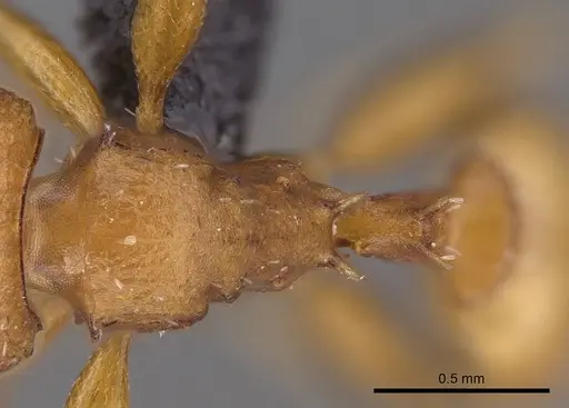 Nesomyrmex spinosus specimen CASENT0443532 image casent0443532_2