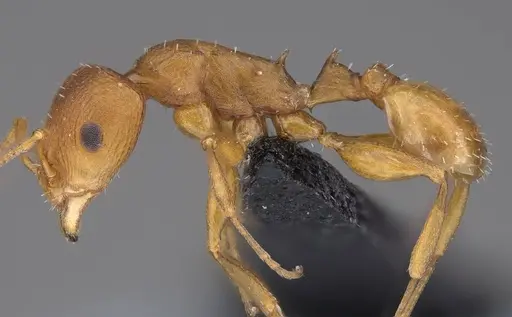 Nesomyrmex spinosus specimen CASENT0443532 image casent0443532_4