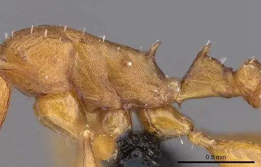 Nesomyrmex spinosus specimen CASENT0443532 image casent0443532_5