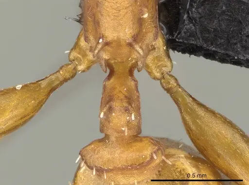 Nesomyrmex spinosus specimen CASENT0740823 image casent0740823_1