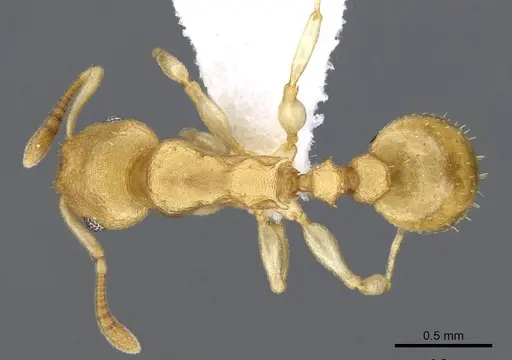 Nesomyrmex stramineus specimen CASENT0922011 image casent0922011_1