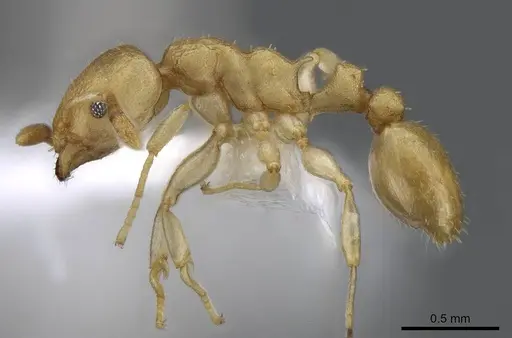 Nesomyrmex stramineus specimen CASENT0922011 image casent0922011_3