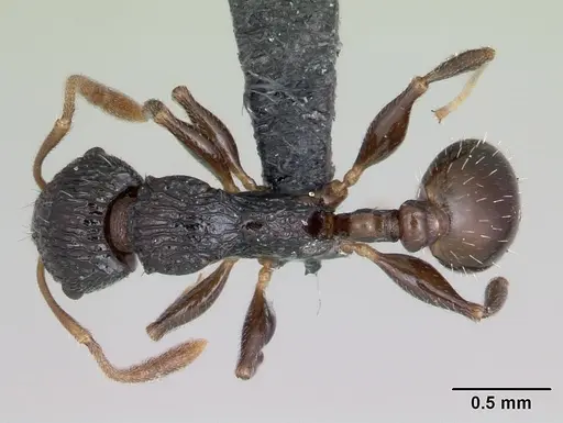 Nesomyrmex striatus specimen CASENT0119421 image casent0119421_1